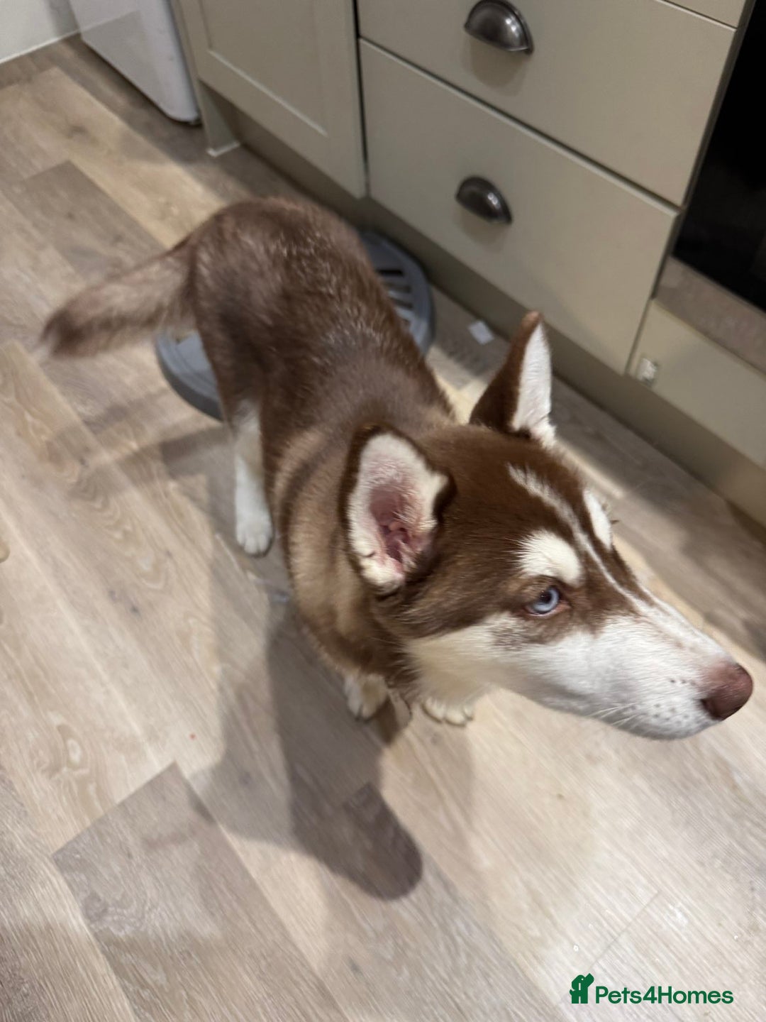 Siberian Husky dogs for sale: The beautifully husky puppy 🐶 - Image 3