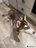 Siberian Husky dogs - Advert 2