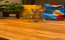 Mixed Breed cats for sale: 5 kittens for sale - 3 boys and 3 girls  - Image 5