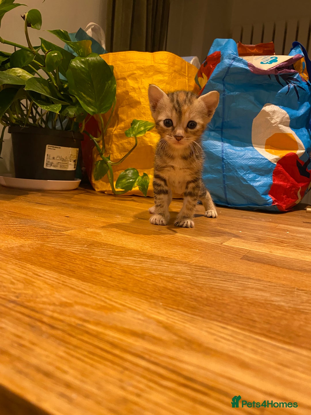 Mixed Breed cats for sale: 5 kittens for sale - 3 boys and 3 girls  - Image 5