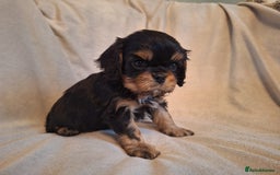 Cavalier King Charles Spaniel dogs for sale:  KC, Health Tested, ready to leave now  - Advert 10