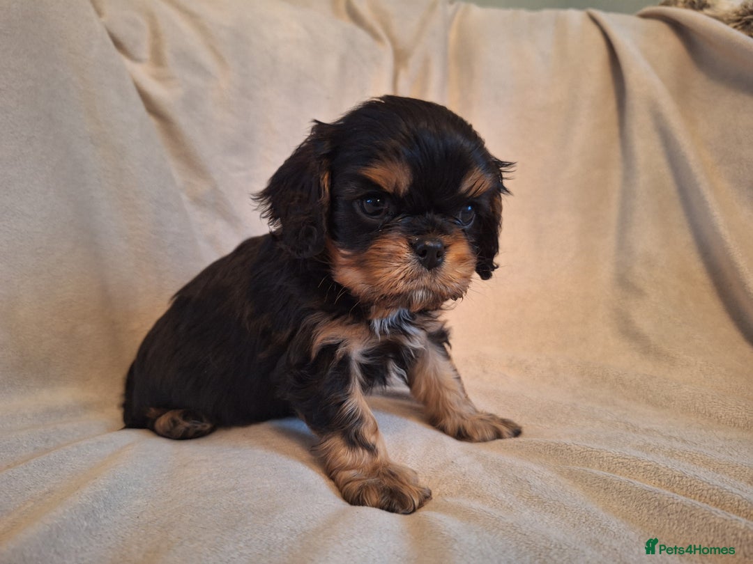 Cavalier King Charles Spaniel dogs for sale:  KC, Health Tested, ready to leave now  - Advert 10