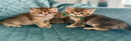 Scottish Fold cats for sale: 3 gorgeous Scottish fold kittens left♡left - Advert 11