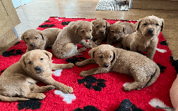 Labrador Retriever dogs for sale: Lovely litter of 7 fox red KC reg labrador puppies - Image 1
