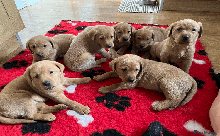 Labrador Retriever dogs - Advert 5