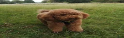 Labradoodle dogs for sale: Beautiful Red Labradoodle Puppies - Advert 5