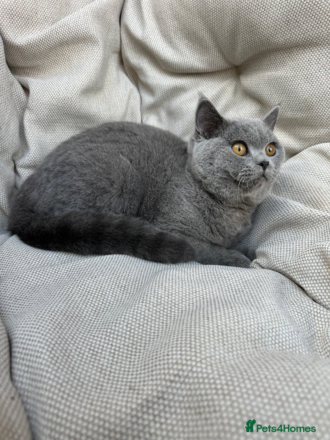 British Shorthair cats for sale: British Shorthair Chunky kittens - Advert 29