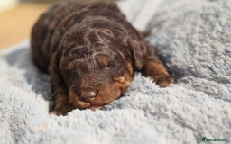 Labradoodle dogs for sale: Mini Labradoodles  - Image 13