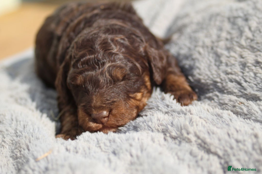 Labradoodle dogs for sale: Mini Labradoodles  - Image 13