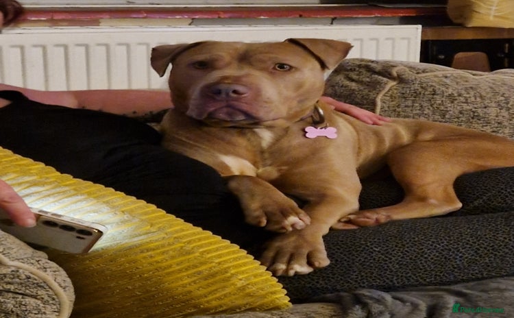 Mixed Breed dogs - Advert 15