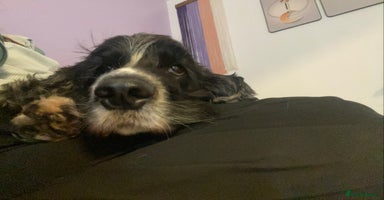 Cocker Spaniel dogs - Advert 14