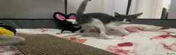Mixed Breed cats for sale: Beautiful grey, white and tabby kittens for sale - Advert 21
