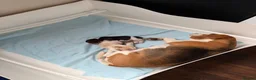 Beagle dogs for sale: Beagle pups both female 1 tri and one lemon - Advert 19