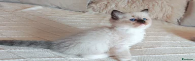 Gandalf