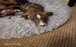 Lurcher dogs for sale: Lurcher poppies  - Image 3