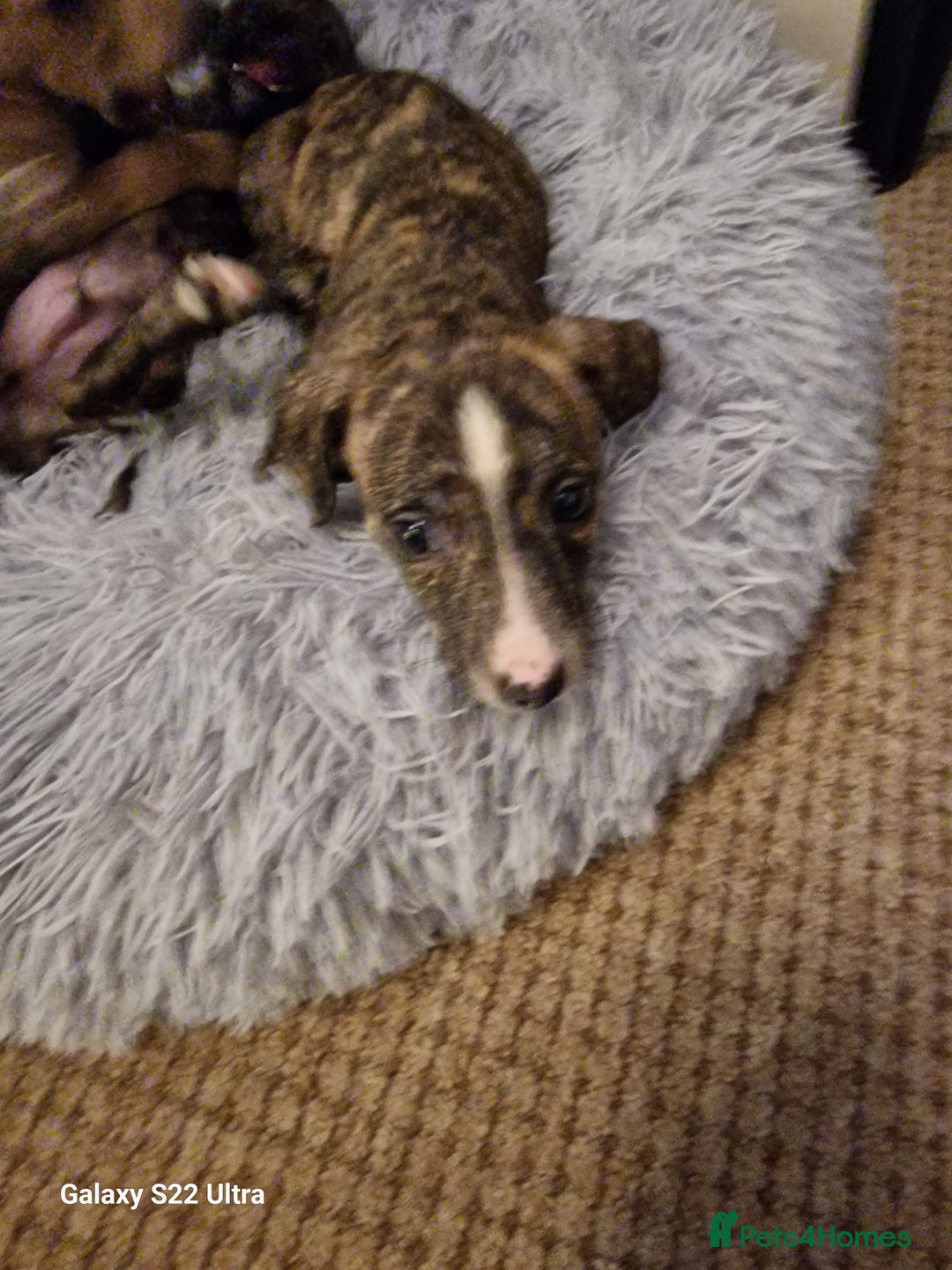 Lurcher dogs for sale: Lurcher poppies  - Image 3