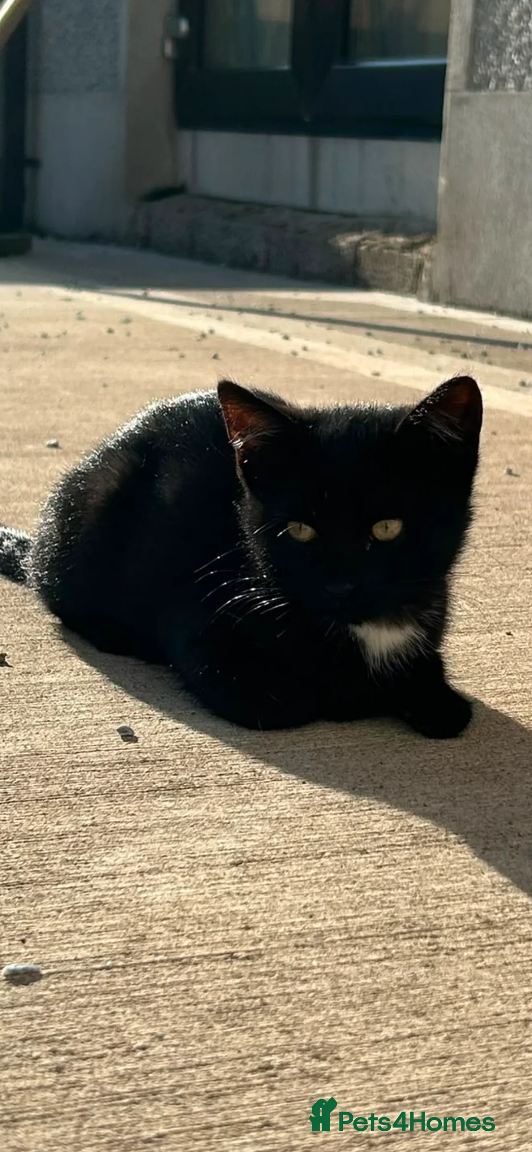 Mixed Breed cats for sale: 4 Kittens, mixed breed - Advert 1