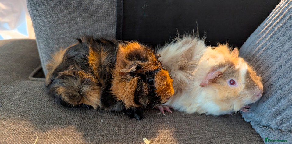 Guinea Pig rodents Two male guinea pigs  in Birmingham - Advert 7