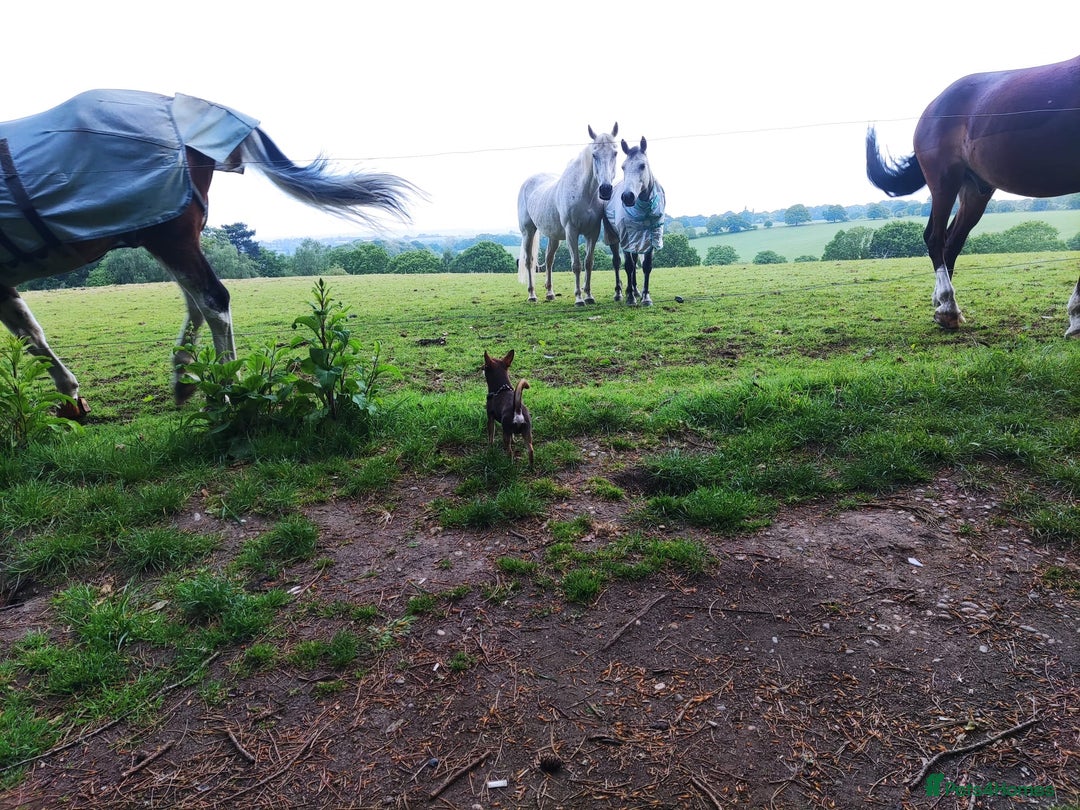 Chihuahua dogs for sale: Simba chocolate chihuahua - Advert 4