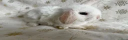 Mini Lop rabbits for sale: Mini Lops Ready To Leave Now - Advert 8