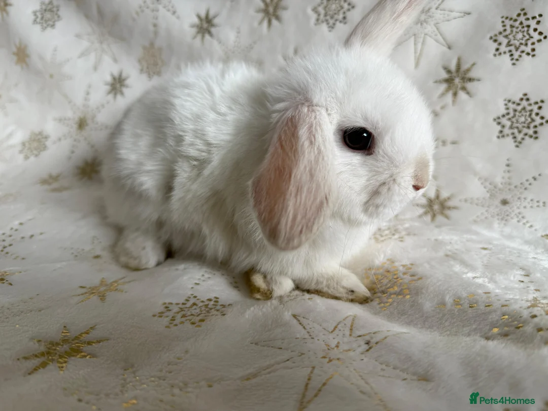 Mini Lop rabbits for sale: Mini Lops Ready To Leave Now - Advert 8