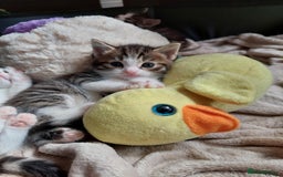 European cats for sale: Beautiful Kittens Looking for Loving Homes 🐾❤️ - Image 1