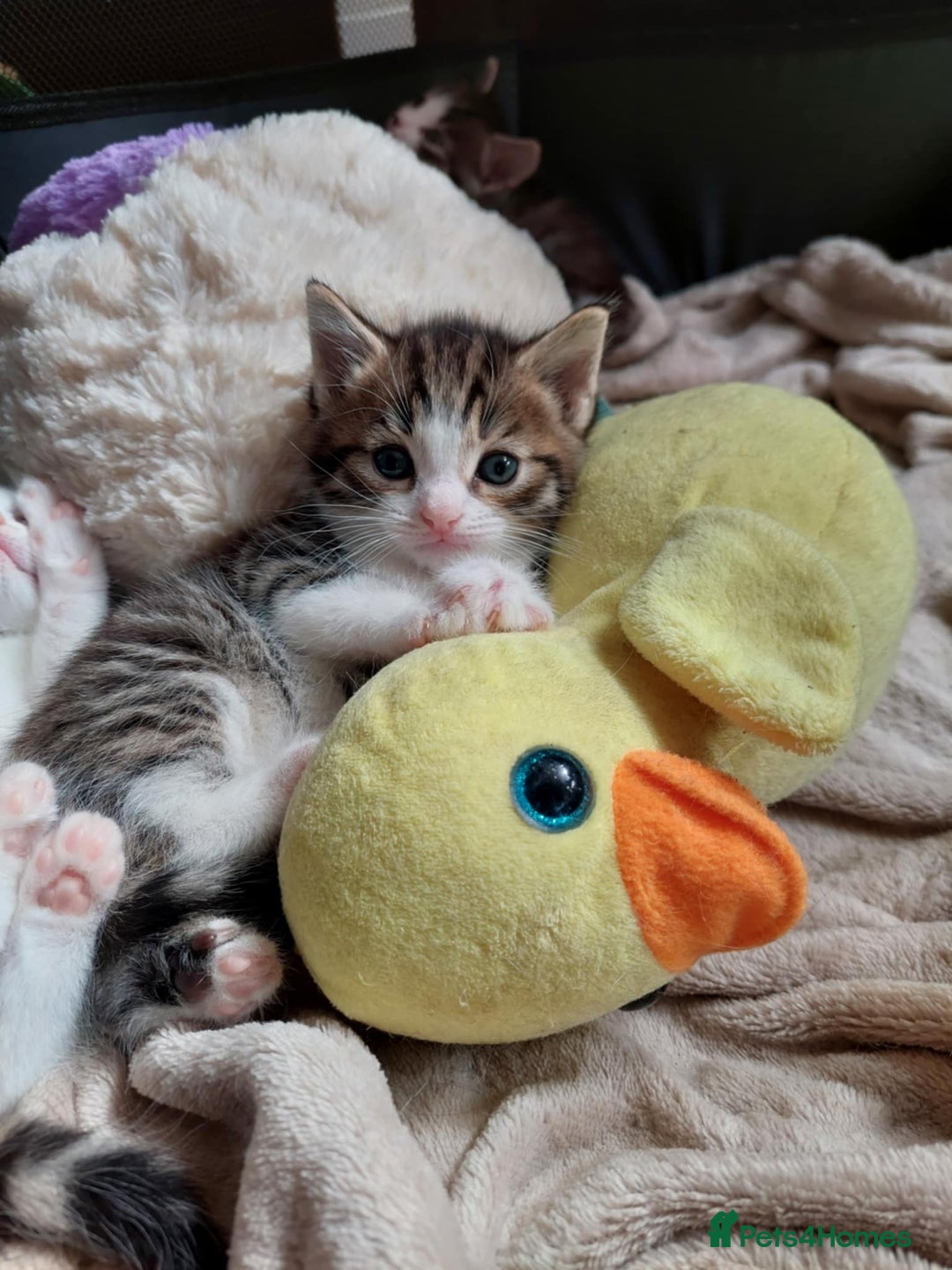 European cats for sale: Beautiful Kittens Looking for Loving Homes 🐾❤️ - Image 1