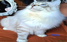 Ragdoll cats for sale: Exceptional bloodlines Ragdolls 💞💞 - Image 18