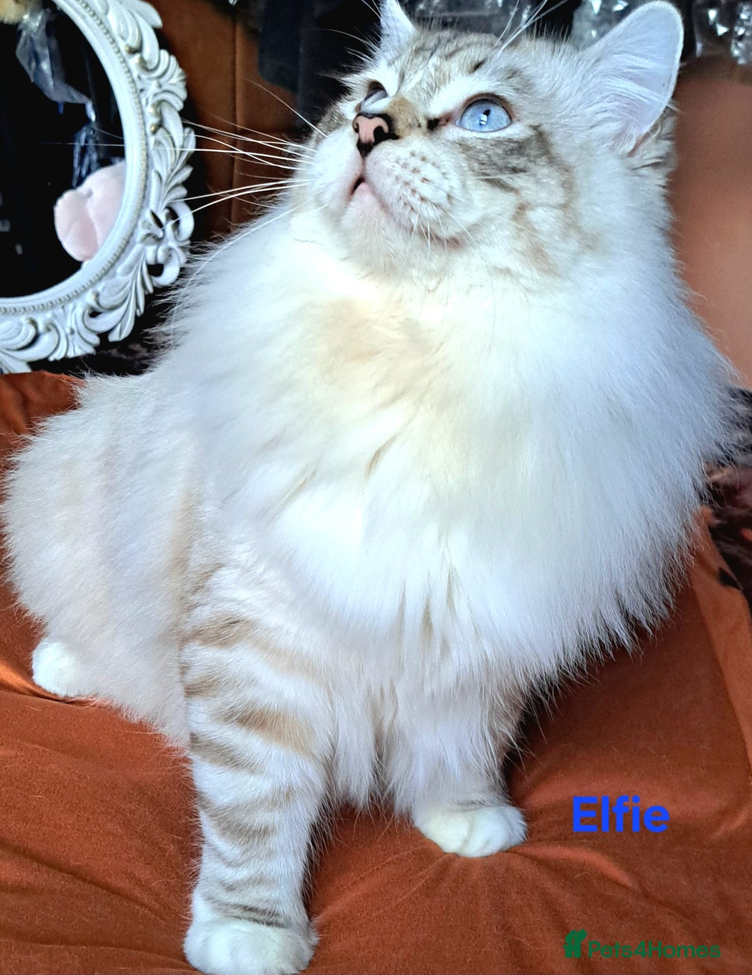 Ragdoll cats for sale: Exceptional bloodlines Ragdolls 💞💞 - Image 18