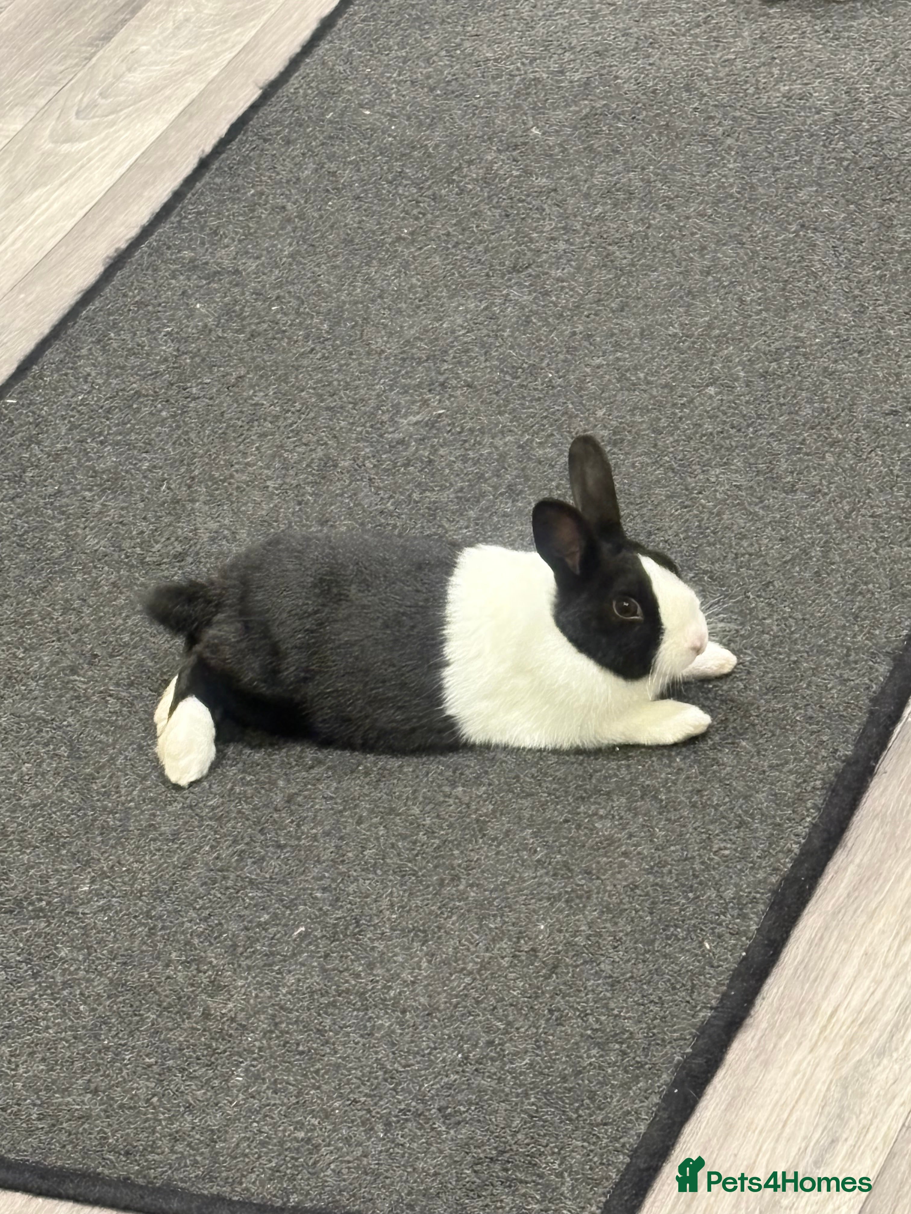 Dutch rabbits Female Dutch rabbit  - Advert 9