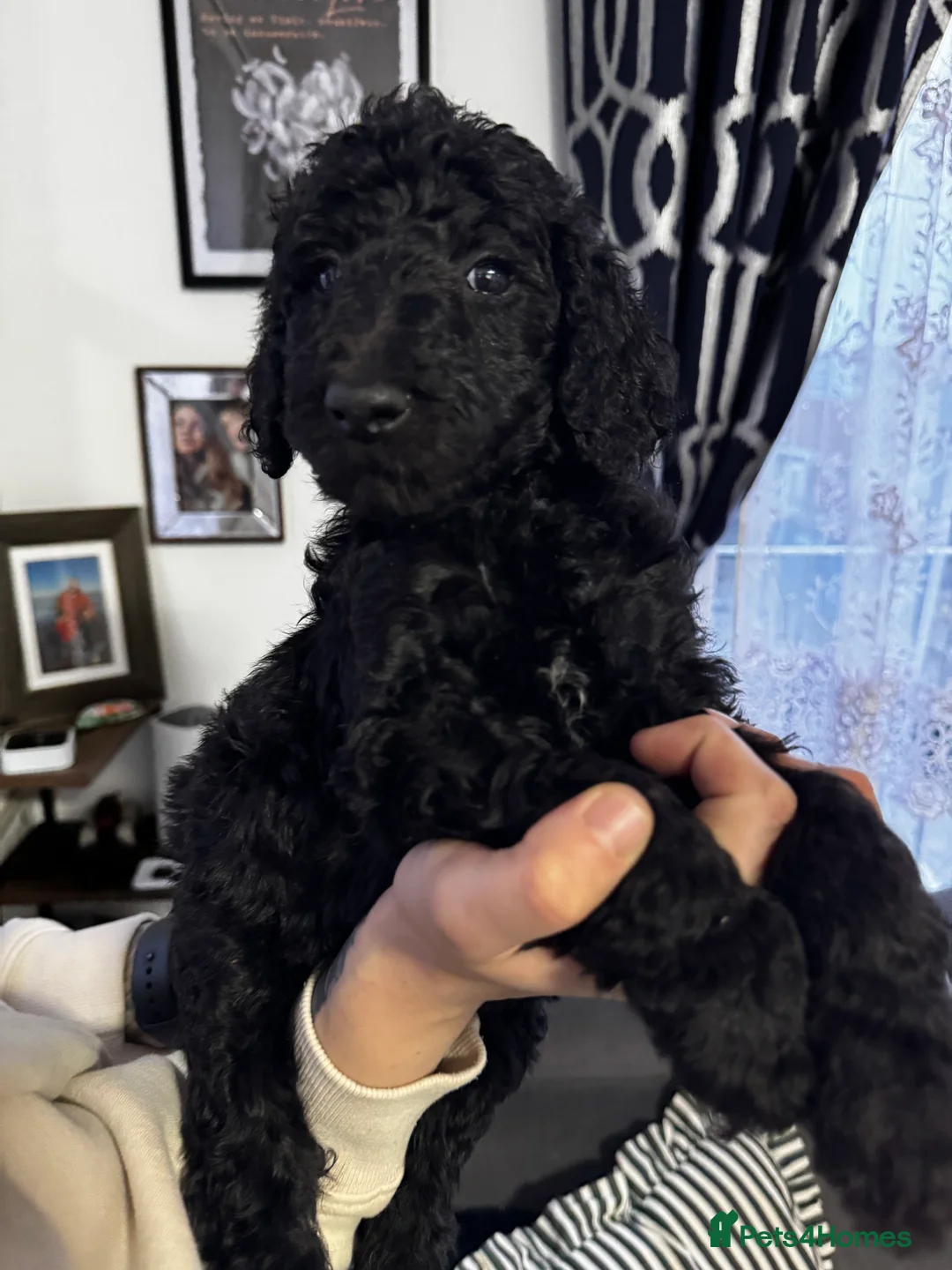 Standard Poodle dogs for sale: Last 2 boys ! KC Standard Poodles! Ready Now! - Advert 17