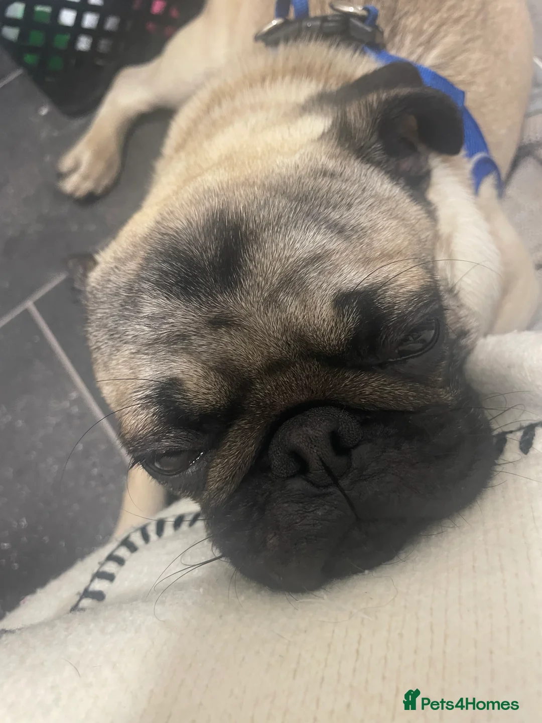 Pug dogs for sale: Male pug 1 year old  in Redcar - Advert 2