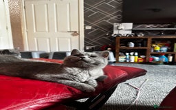 British Shorthair cats for sale: Gorgeous British Shorthair Kittens Chunky, Loving  - Image 27