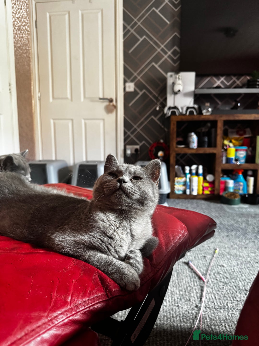 British Shorthair cats for sale: Gorgeous British Shorthair Kittens Chunky, Loving  - Image 27