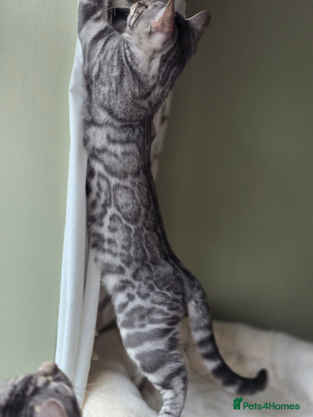 Bengal cats for sale: Silver Rosetted, Blue Silver Rosetted Bengal Girls - Image 6