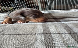 Miniature Dachshund dogs for sale: 🐾 Miniature Dachshund Puppies for Sale 🐾 - Image 18