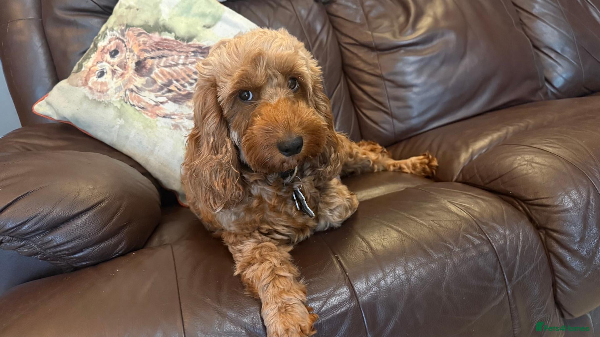 Cockapoo dogs for sale: 6 beautiful cockerpoo puppies 3 girls and 3 boys  - Advert 2