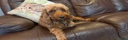 Cockapoo dogs for sale: 6 beautiful cockerpoo puppies 3 girls and 3 boys  in Saltash - Advert 2