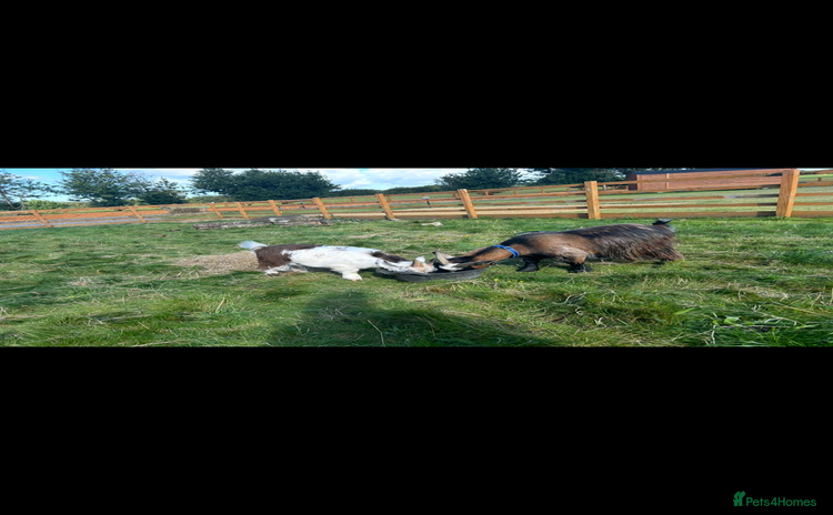 Goats livestock Two castrated Pygmy goats  - Advert 5