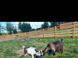 Goats livestock Two castrated Pygmy goats - Advert 3