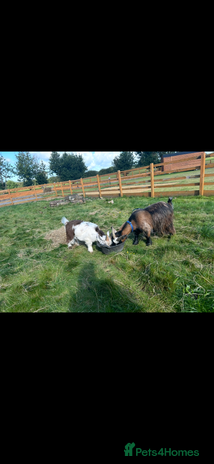 Goats livestock Two castrated Pygmy goats - Advert 1