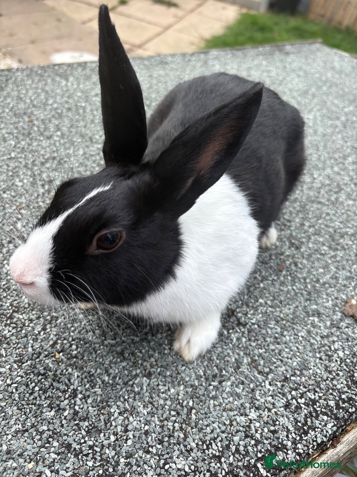 Dutch rabbits 2 female Dutch rabbits💗 - Advert 2