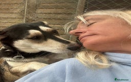 Mixed Breed dogs for adoption: Travis - Norwich Norfolk  - Image 9