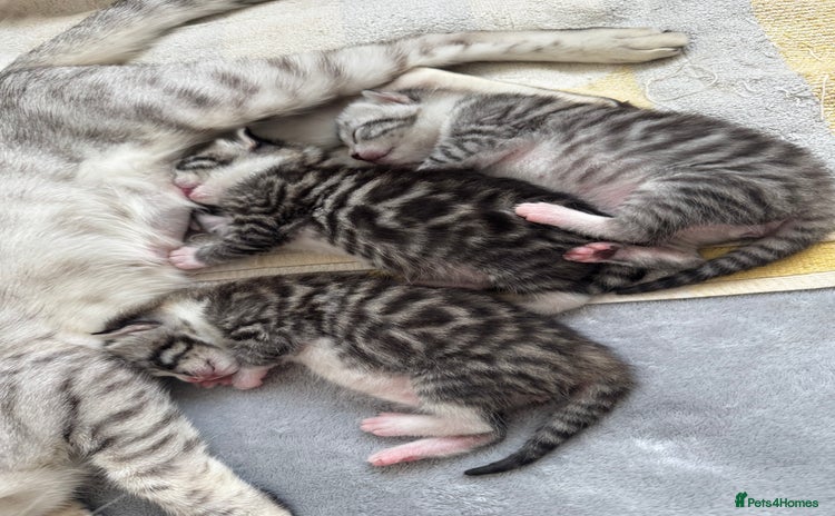 Bengal cats - Advert 1