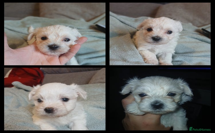 Maltese dogs - Advert 4