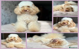 Mixed Breed dogs for sale: Sprockerpoo puppies for sale - Advert 8