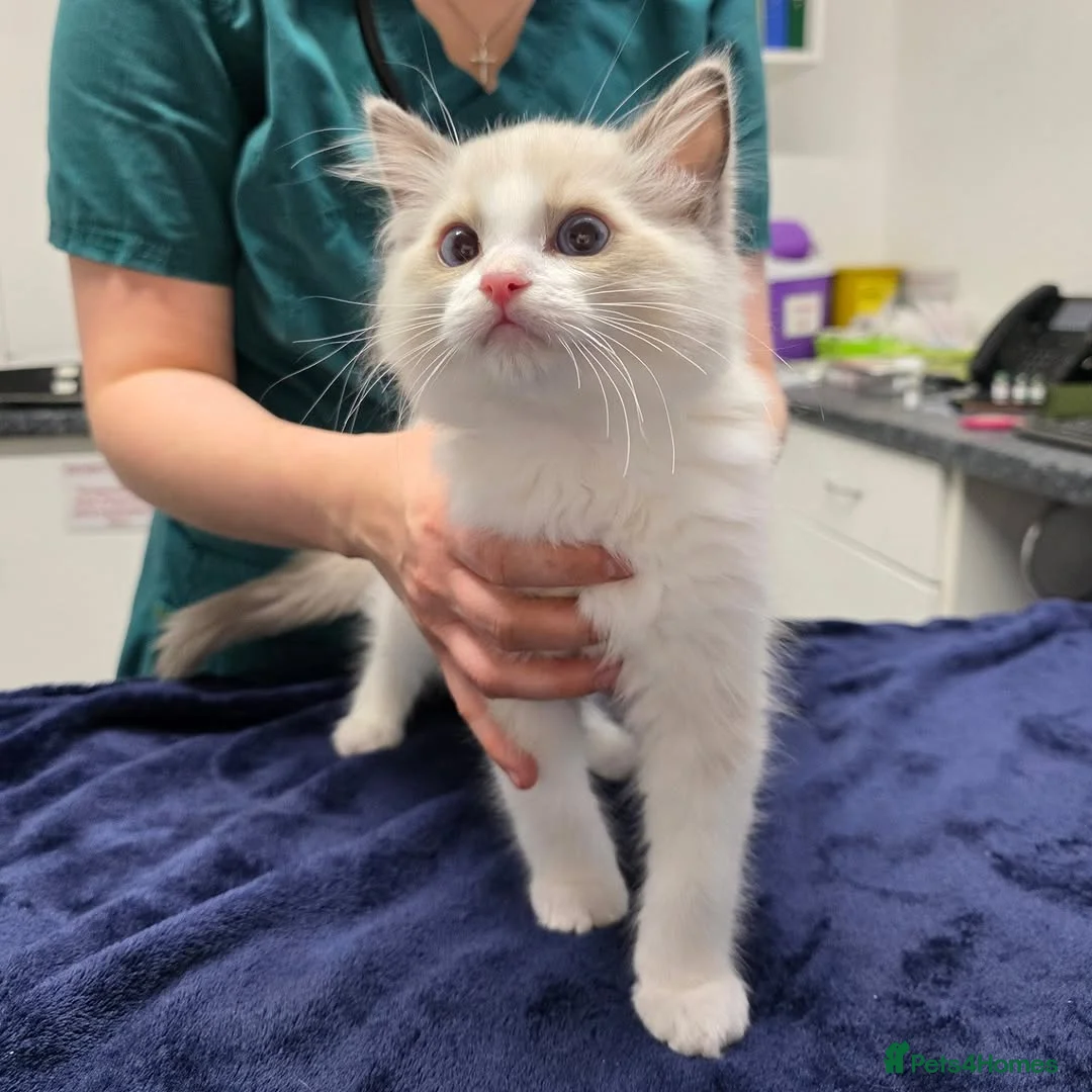 Ragdoll cats for sale: Beautiful Ragdoll Kittens Available - Advert 8