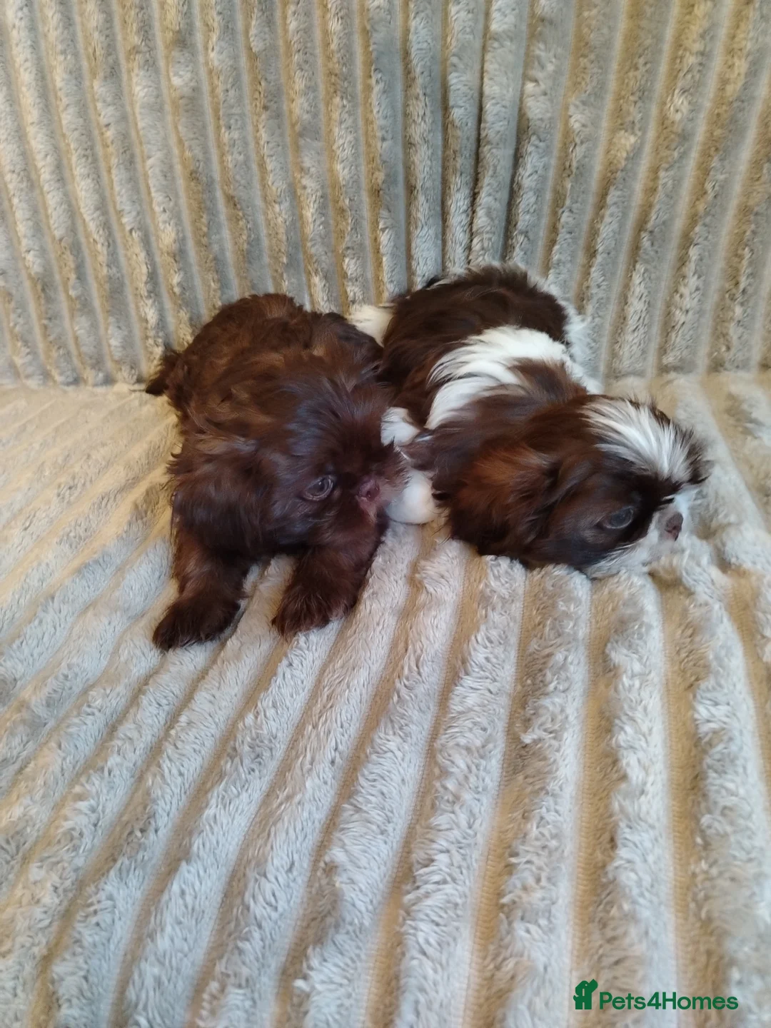Shih Tzu dogs for sale: Beautiful imperial shih tzu babies  - Advert 5
