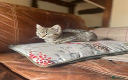 British Shorthair cats for sale: *One Gorgeous Tabby Girl Left* - Image 1
