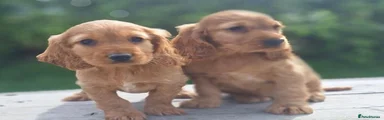 Cocker Spaniel 3
